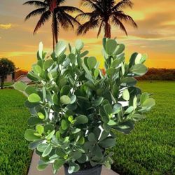 🌱Get Instant Privacy! With CLUSIA PRIVACY HEDGES.  Extremely LOW MAINTENANCE.  Now wholesaling to the public 