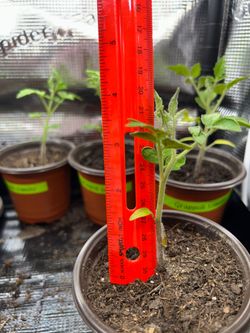 Grappoli tomato seedlings