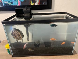 Complete 10 gallon aquarium set up with fish two turtles and gravel