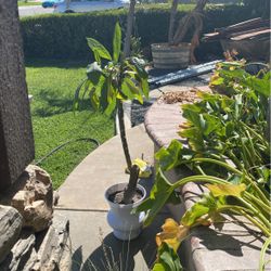 White  Plumeria 