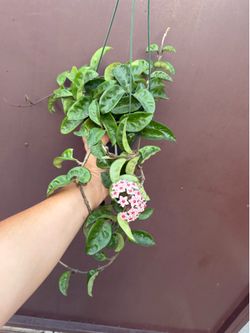 6” blooming Hoya Krinkle