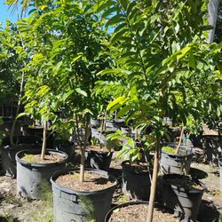 Soursop Fruit Trees 25gl $200