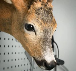 European Roe Deer Buck Taxidermy Shoulder Mount