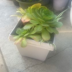 Plant Mix