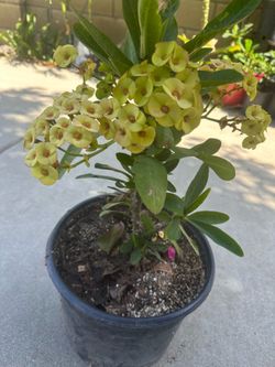 Corona Cristo verde limón