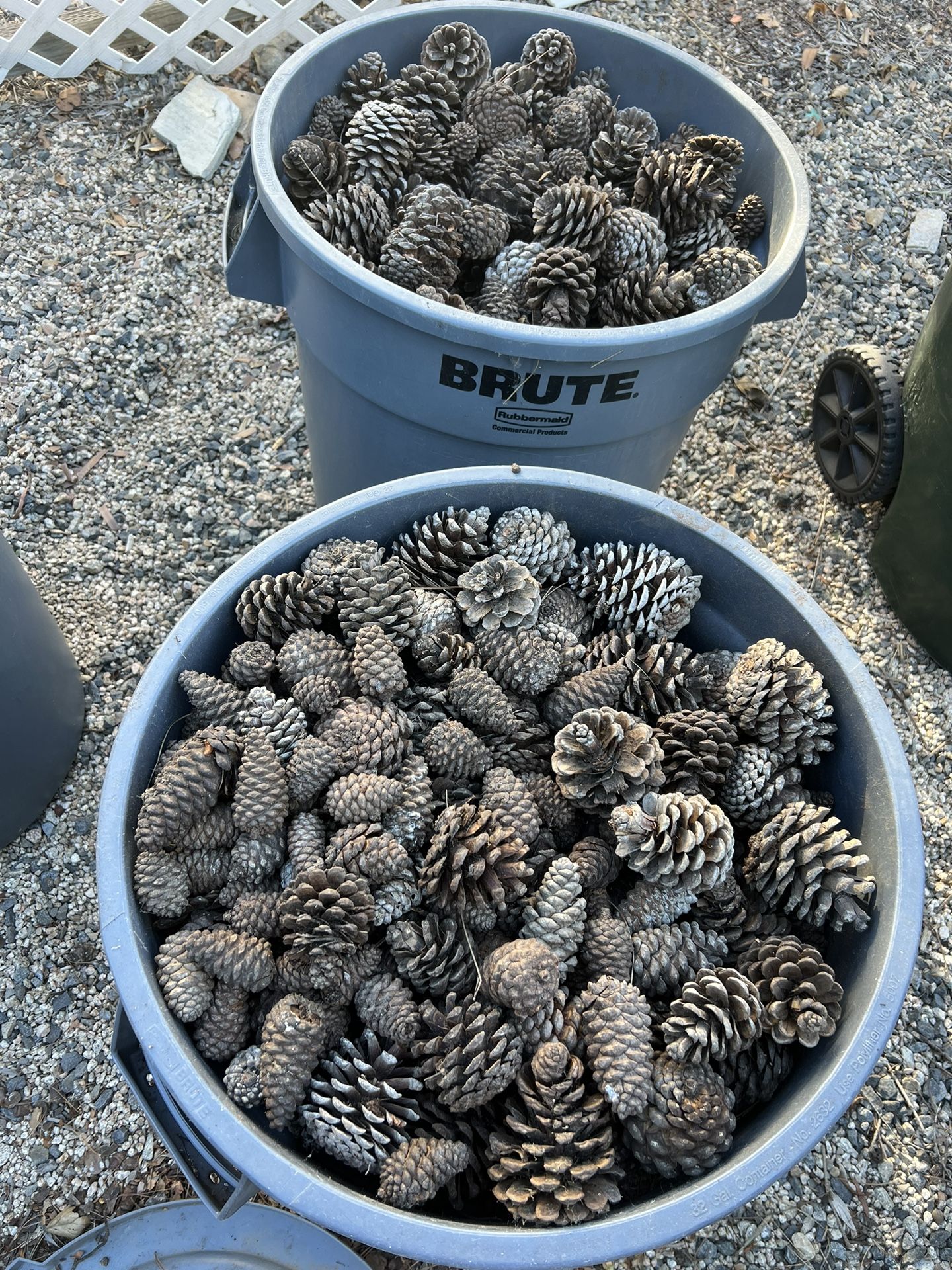 Pine Cones