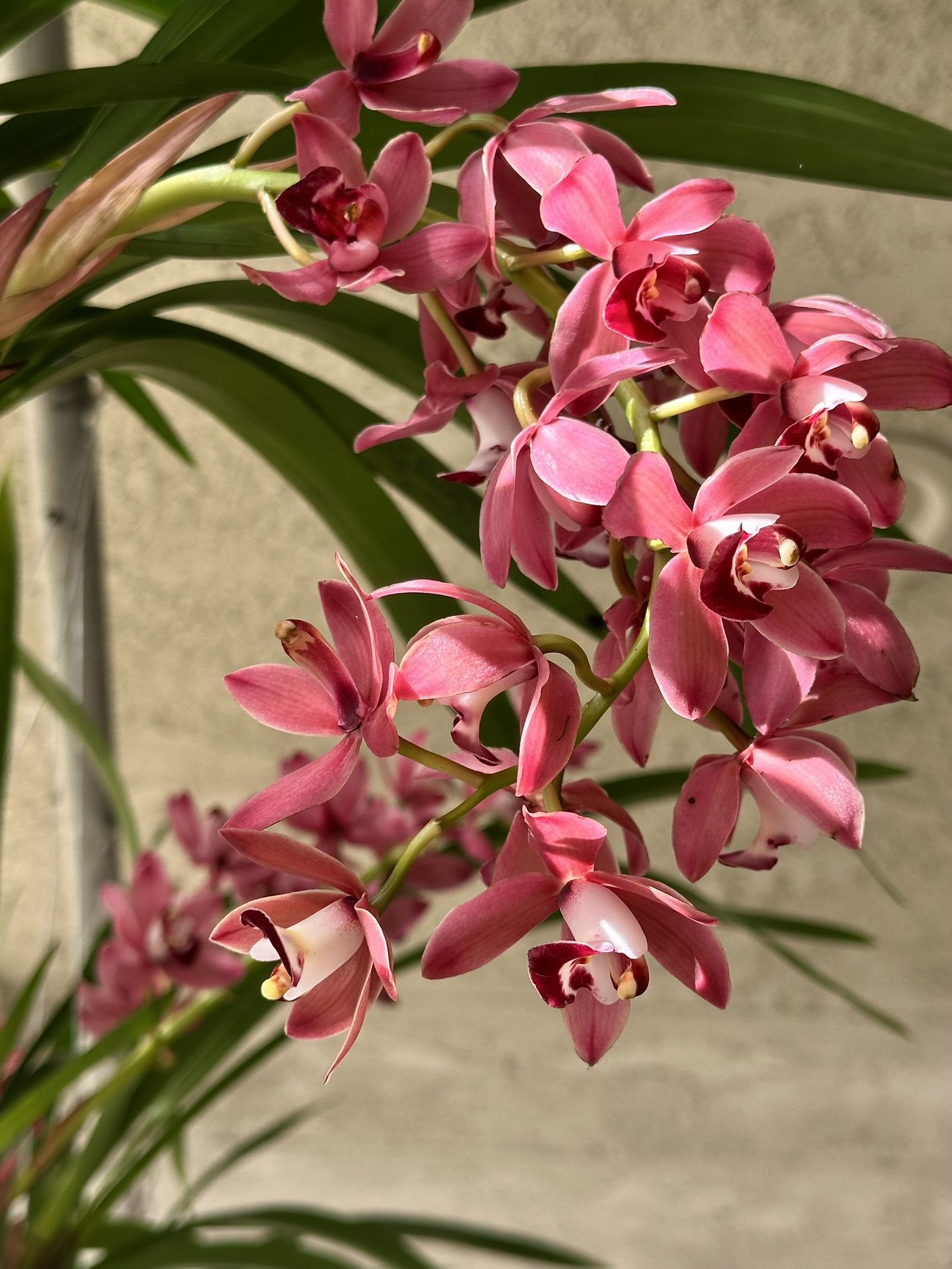 Red Cymbidium Cascade Orchids địa lan rủ màu đỏ
