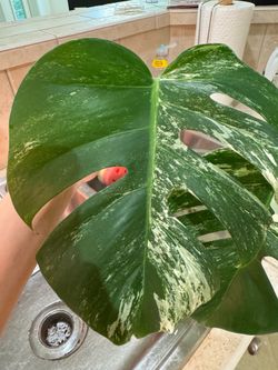 Monstera Albo cuttings