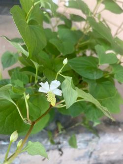 Houttuynia cordate thunb  or chameleon - plant