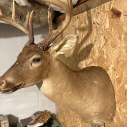 10 Point Deer Mount