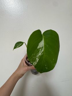 Monstera Albo Variegata