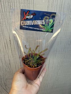 3” octopus carnivorous plant