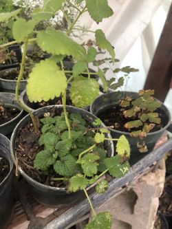 Live Lemon balm herbs plant