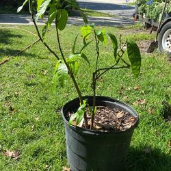 Planta De Mango Haitiano 