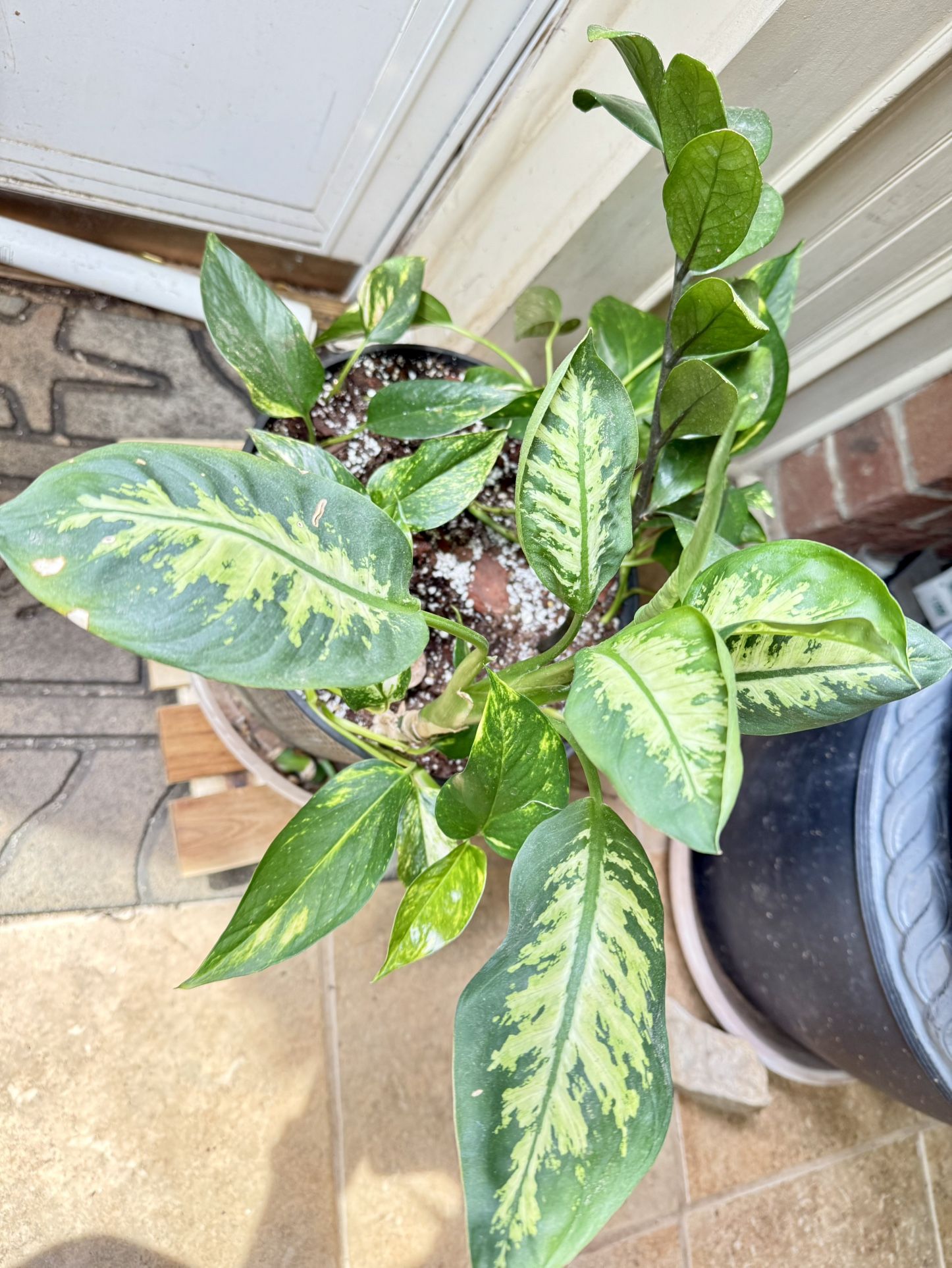 Indoor Plant In Large Gallon Pot
