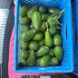 Aguacates 