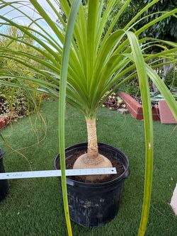 Ponytail Palm 🌴 – 5-Gallon Pots
