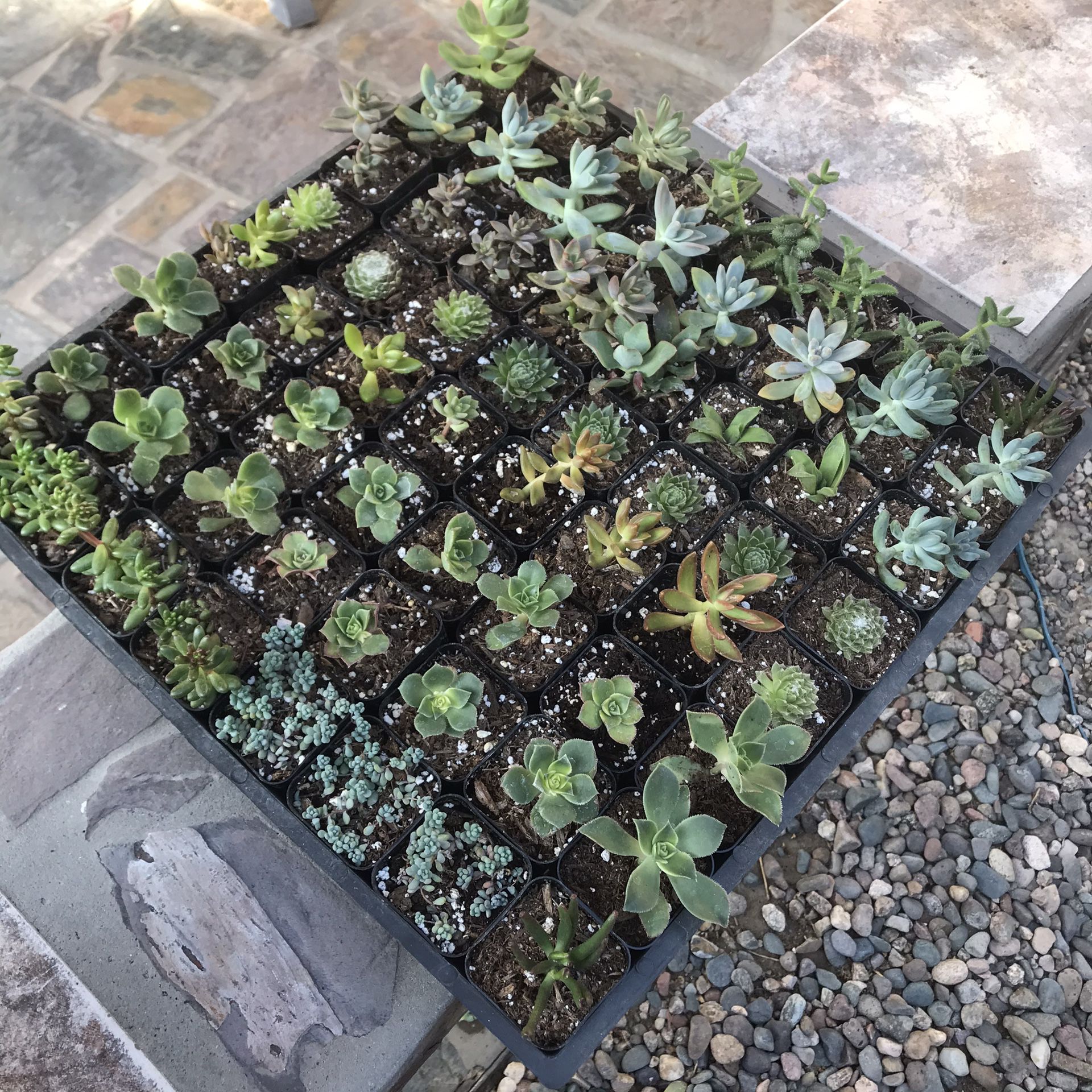 Mini Succulent Party Favor Plants