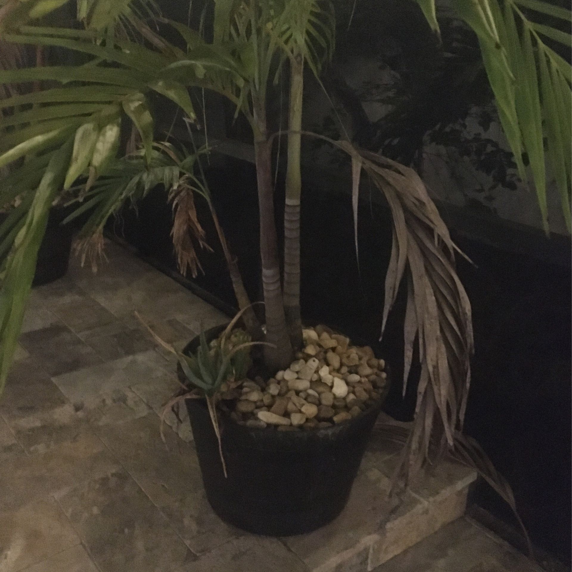 Palm Tree- Potted 