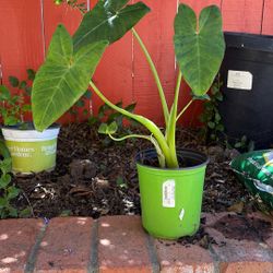 Giant Elephant Ear Juvenile