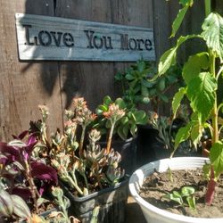 Lots Of Plants For Sale Cheaper Than The Nursery's 