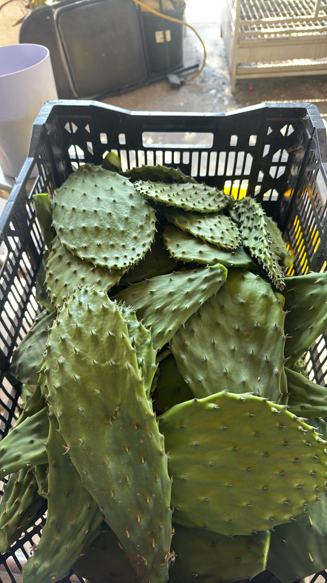 Nopales Reform Cortados 4xdolar