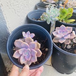Large Echiveria