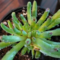 Oddity Sempervivum Succulent Plant