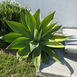 Medium to Large Agaves