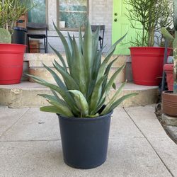 Spineless Variegated Soft Leaf Agave Plant 