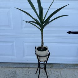 Fake Desert Plant