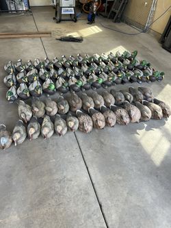 Duck Decoys
