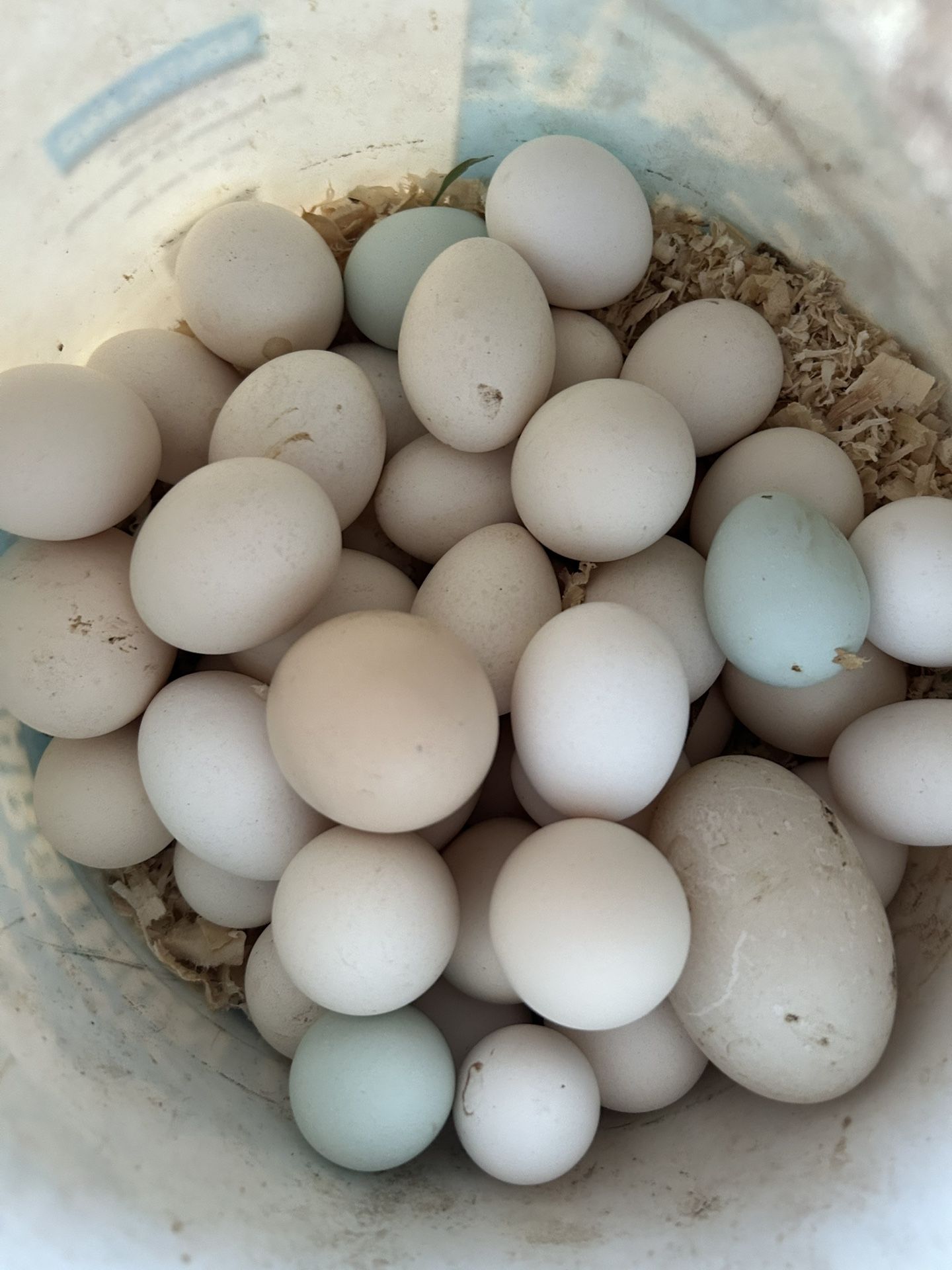 Fertile Eggs And Chickens Stuff