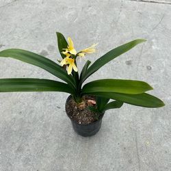 Shady Plants Yellow Flower 