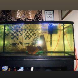 Fish Take With  4 Fishes 