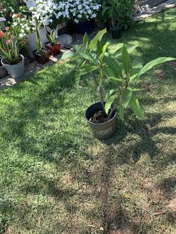 1 Double Plumeria Flower Pot Pink Color 