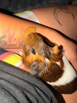 Female Guinea Pig 10months Old - Cage & Carry Case / everything included