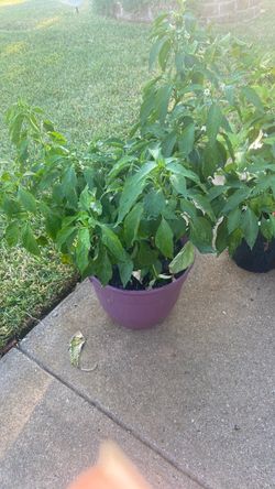Large Serrano peppers