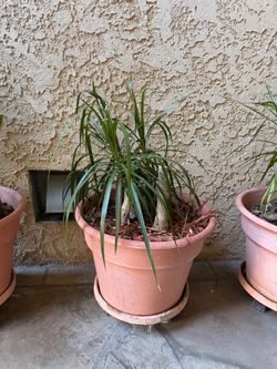 Dracaena Marginata (Dragon Tree) in Terracotta Pot