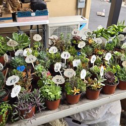 Beautiful variety of healthy succulents at lower than retail prices 