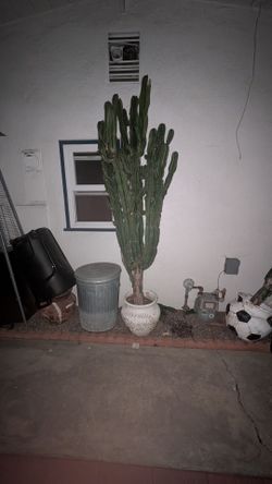 Cactus