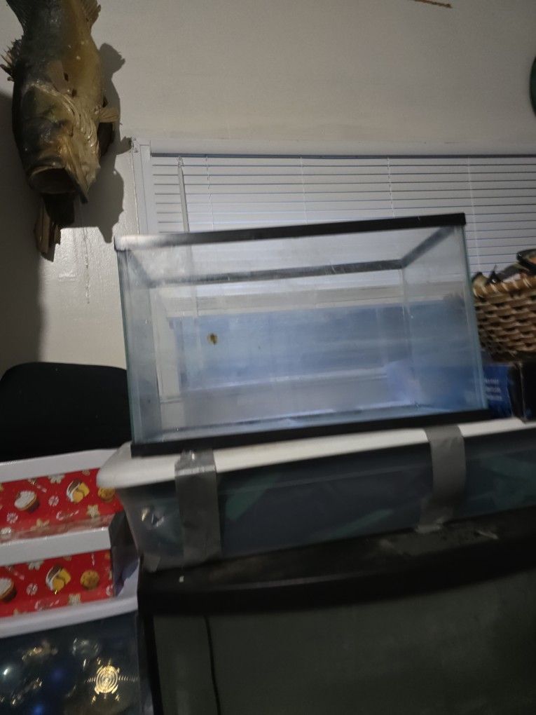 10 Gallon Tank With New Steel Stand