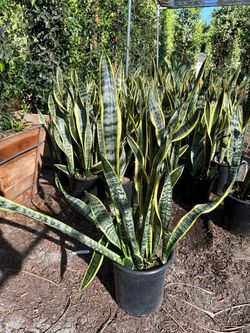 Snake plants