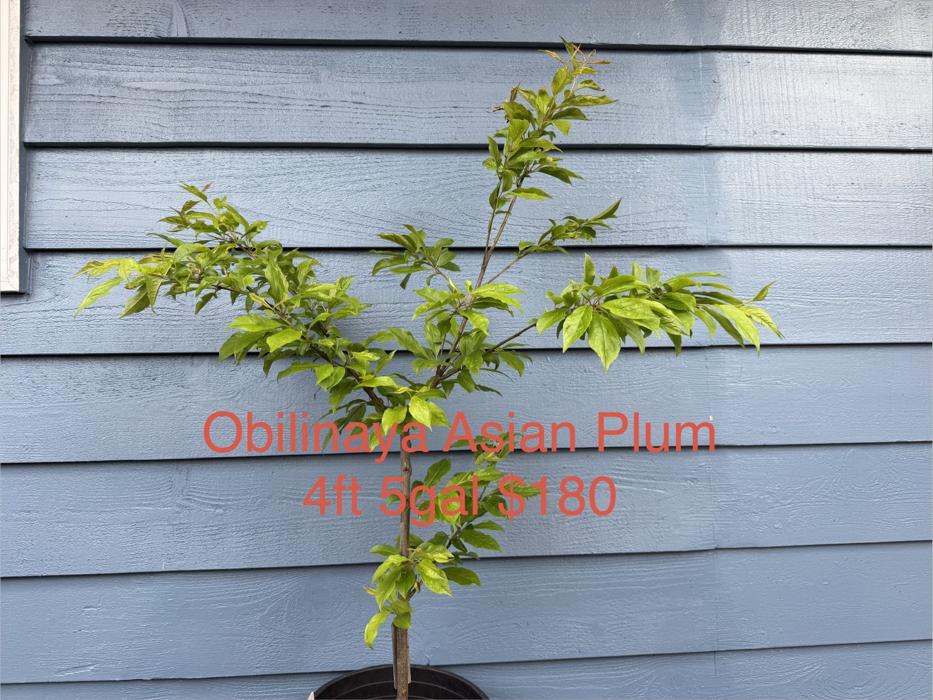 Obilinaya Asian Plum Tree