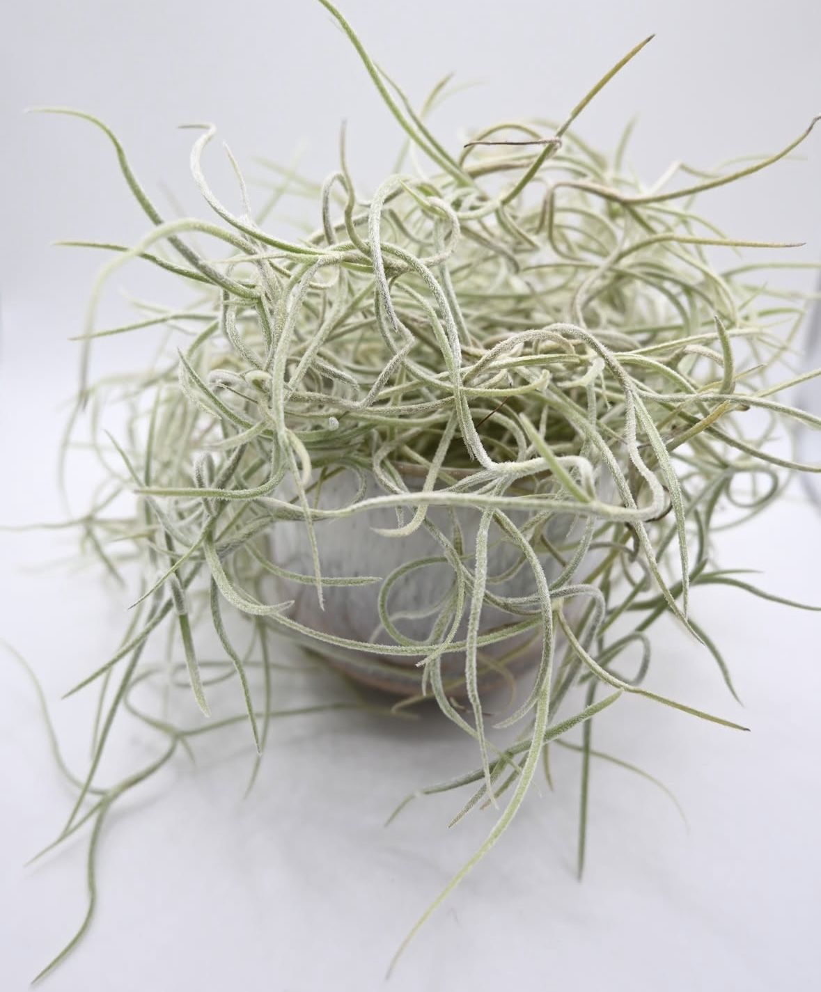Air Plants
