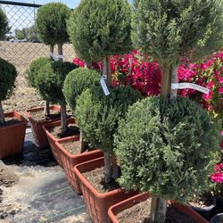 Spiral Juniper & Decorated Bulb Juniper – ONLY $174.99! 