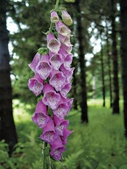 Fox Glove Starts (Digitalis) Plants For Sale!