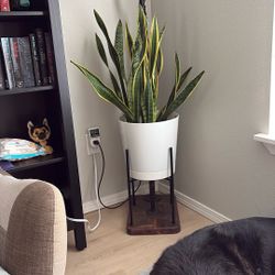 Snake Plant