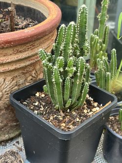 Fairy Castle Cactus 