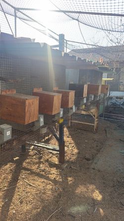 30 bird breeding cages